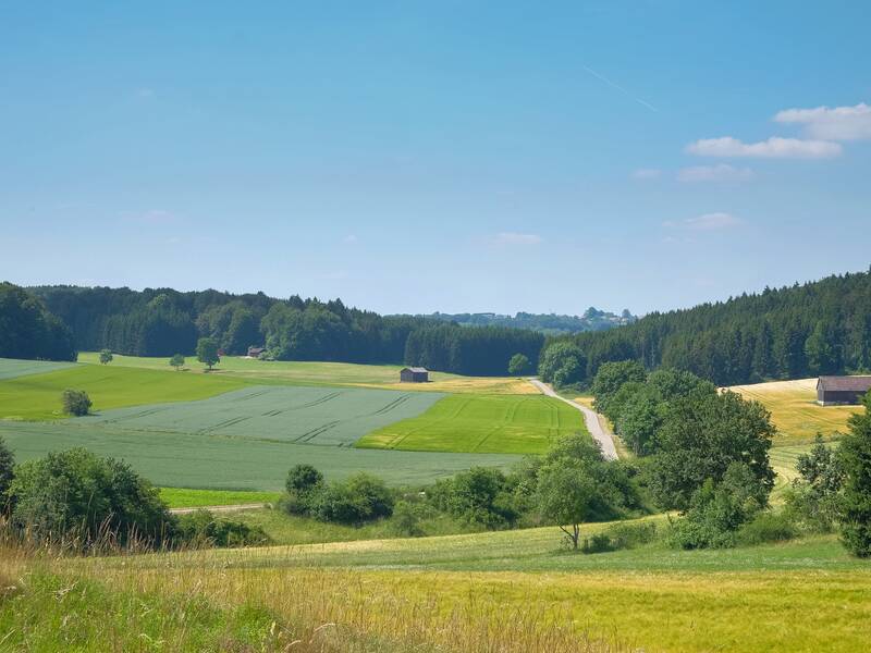 Eine weitläufige, grüne Landschaft mit Feldern, vereinzelten Bäumen und einem schmalen Weg, der durch die Szenerie führt, unter blauem Himmel.