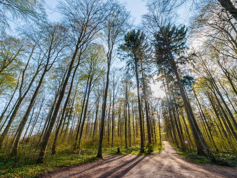 Bild von ganzen Bäumen im Westerlau vor blauem Himmel und gegen das Sonnenlicht geschossen
