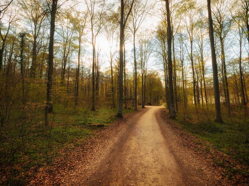 Ein schmaler Waldweg führt durch einen lichten Wald, während die Sonne zwischen den Bäumen hindurchscheint.